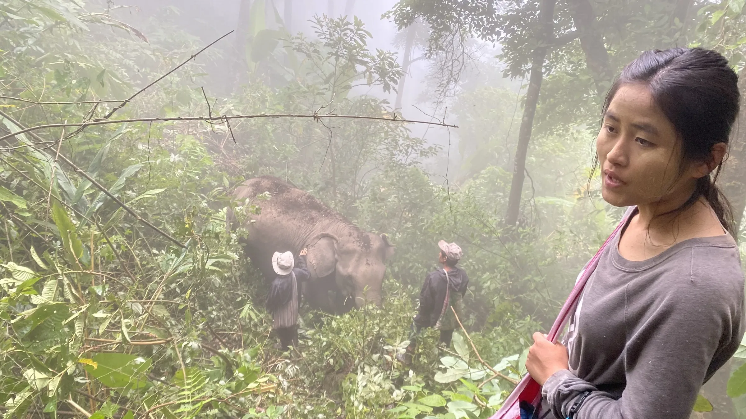 A traveller standing in misty jungle, watching a herd of elephants move through the trees.