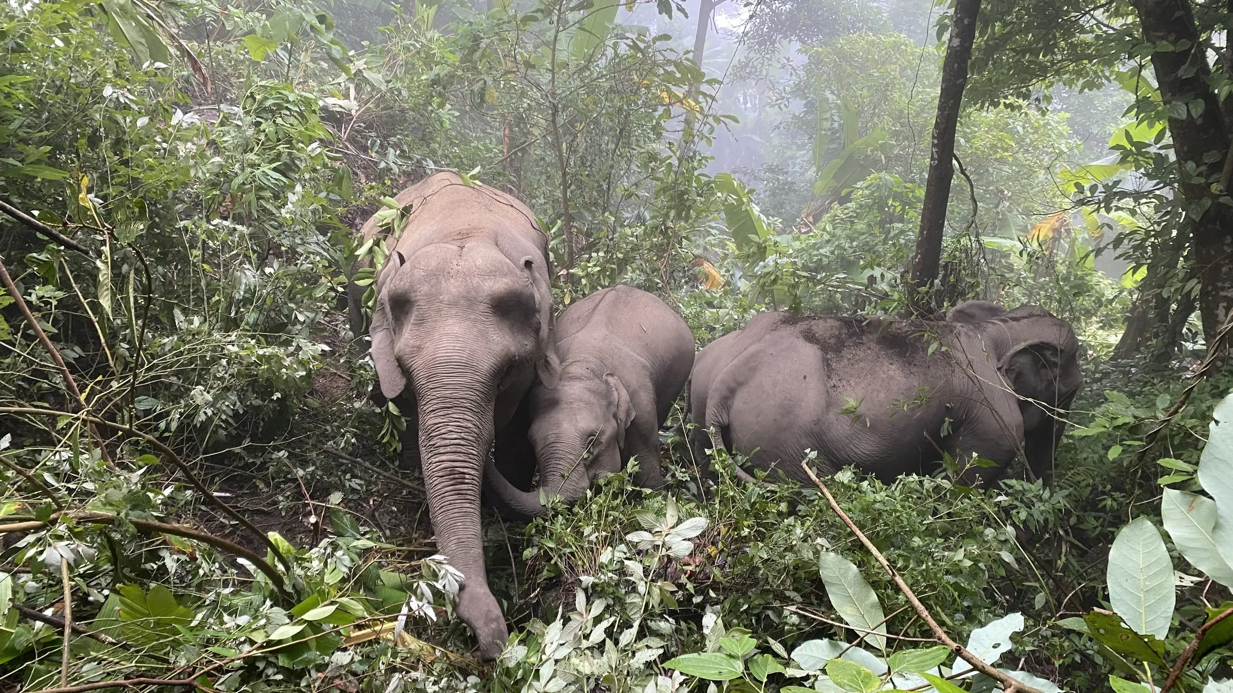 An Asian elephant feeding among green undergrowth in the forest.