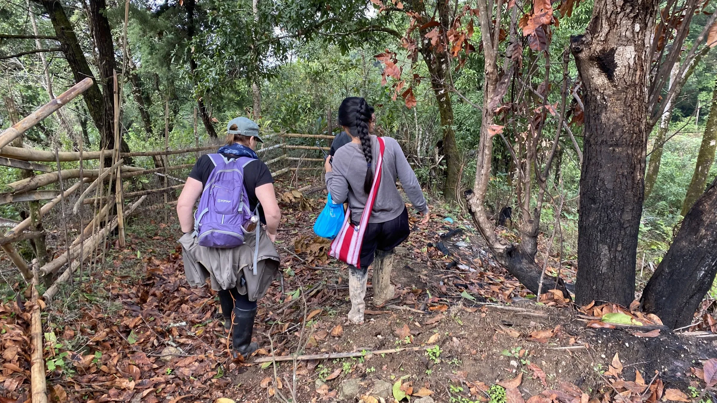 Trekkers with backpacks following a trail into dense jungle.