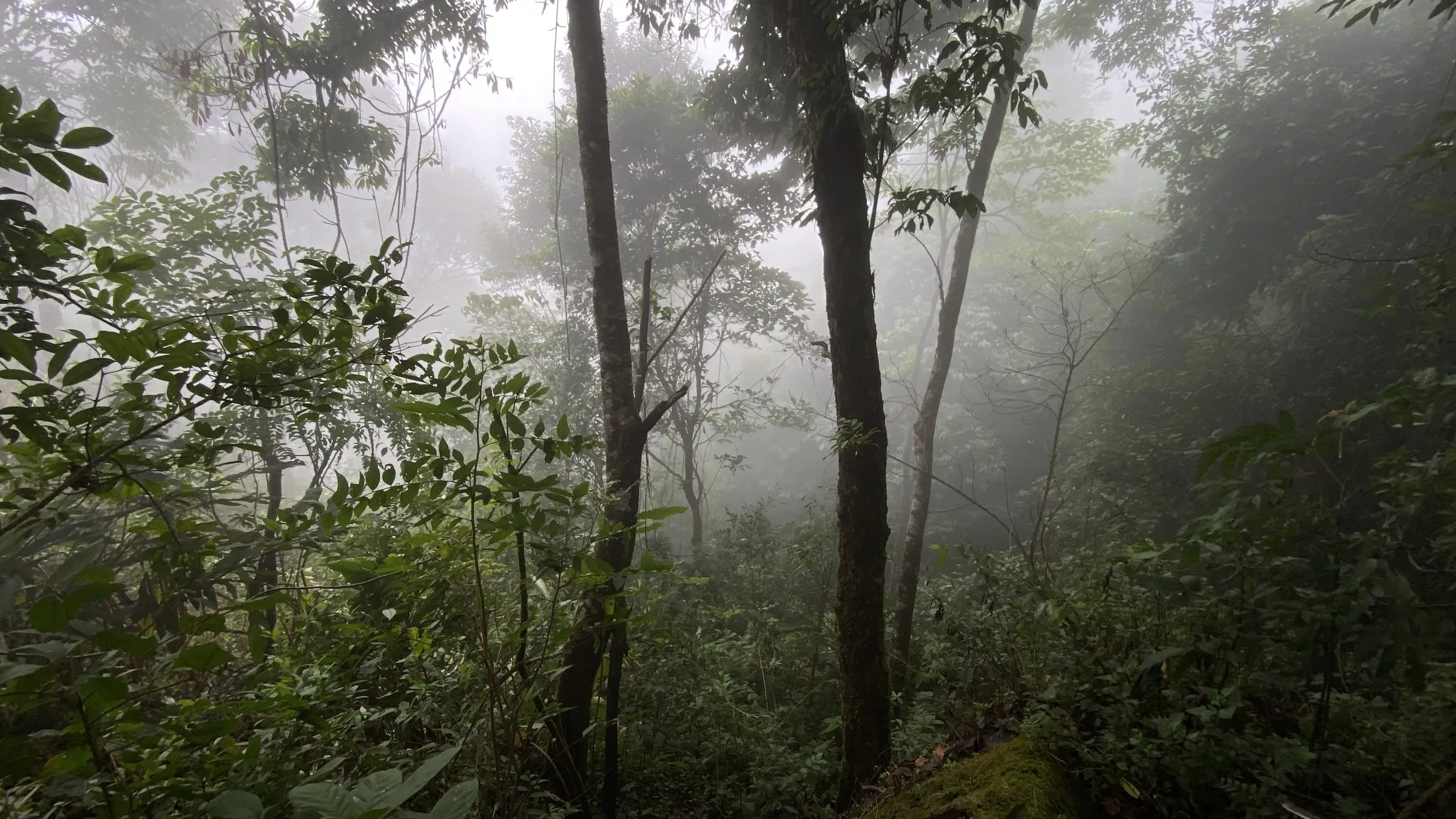 Morning mist drifting through dense jungle forest in Umphang.