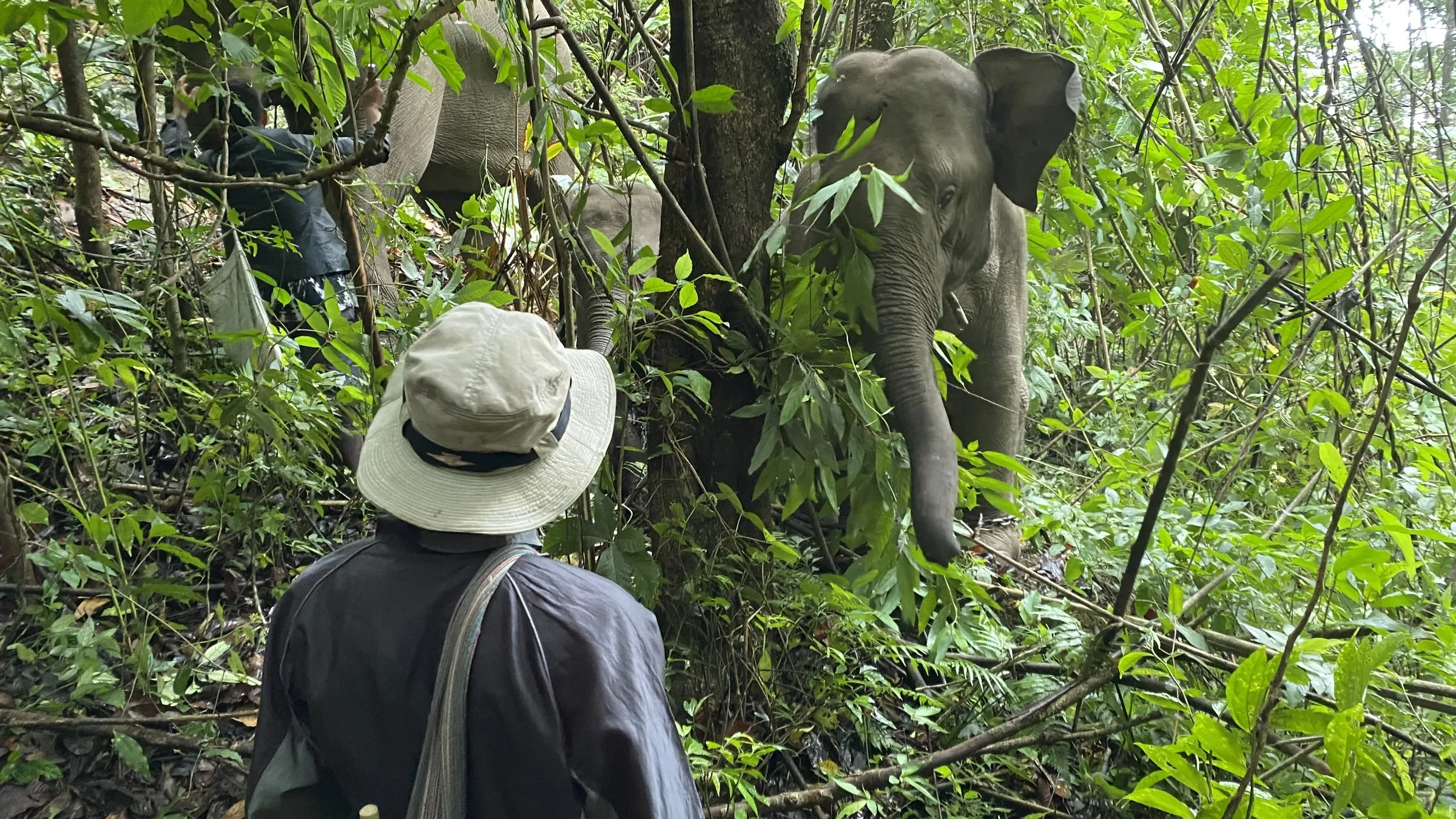 A mahout and a traveller standing quietly before an elephant in dense jungle.